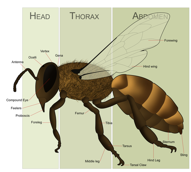 Why do bees "Waggle"? - A History